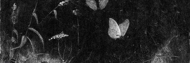 𝙥𝙞𝙣𝙭𝙯's banner