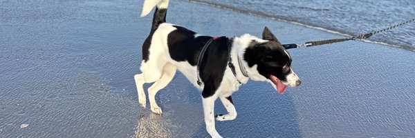 _kojikako Profile Banner