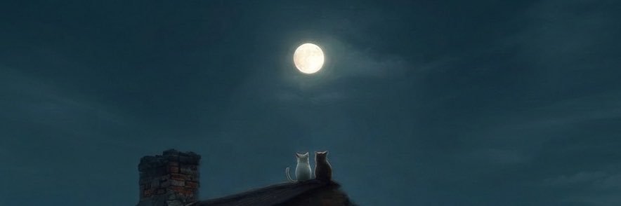 shal1li's profile banner image