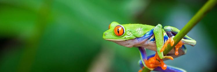 Jake Toad banner