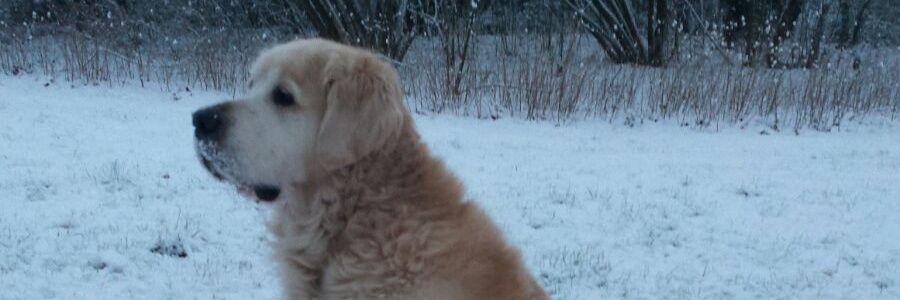 Seupie's profile banner image