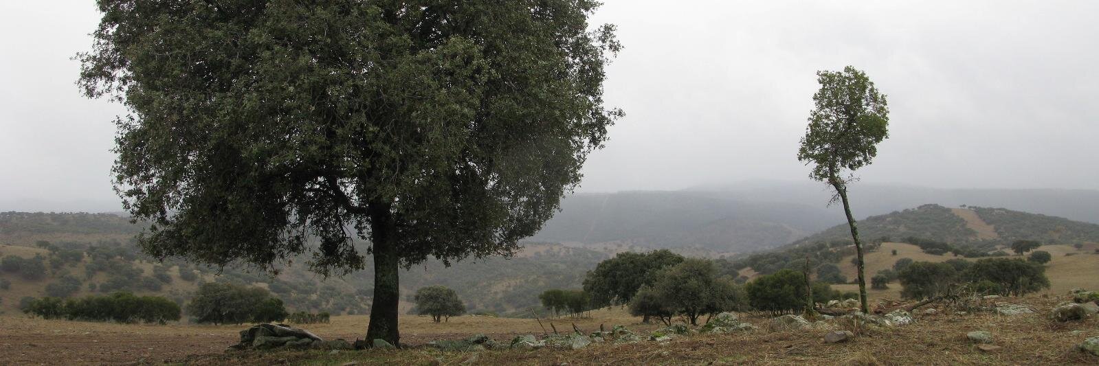 pedromuelas's profile banner image