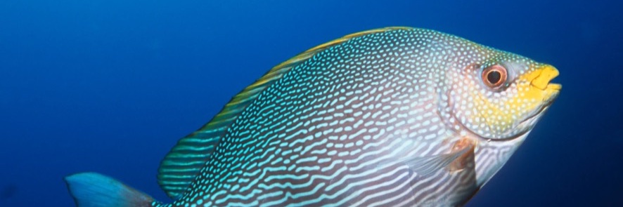 Tom Fish -🇺🇸 🇺🇸- America First banner