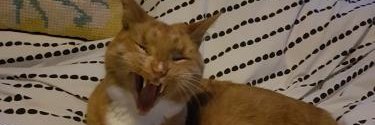 Wellytoots's profile banner image