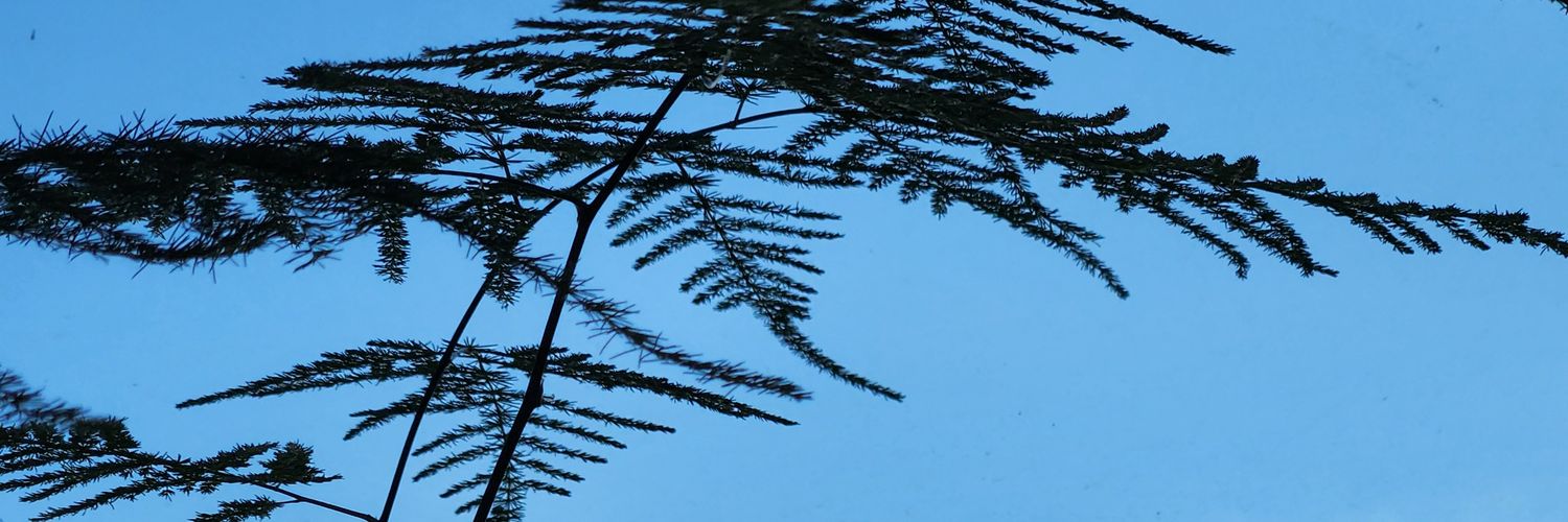 Halok_y's profile banner image
