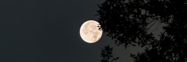 Dashhouw Profile Banner