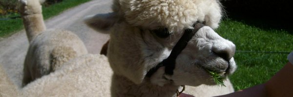 SusiABenz Profile Banner