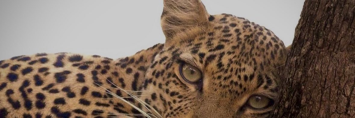 𝙶𝚒𝙶𝚒🪼 banner