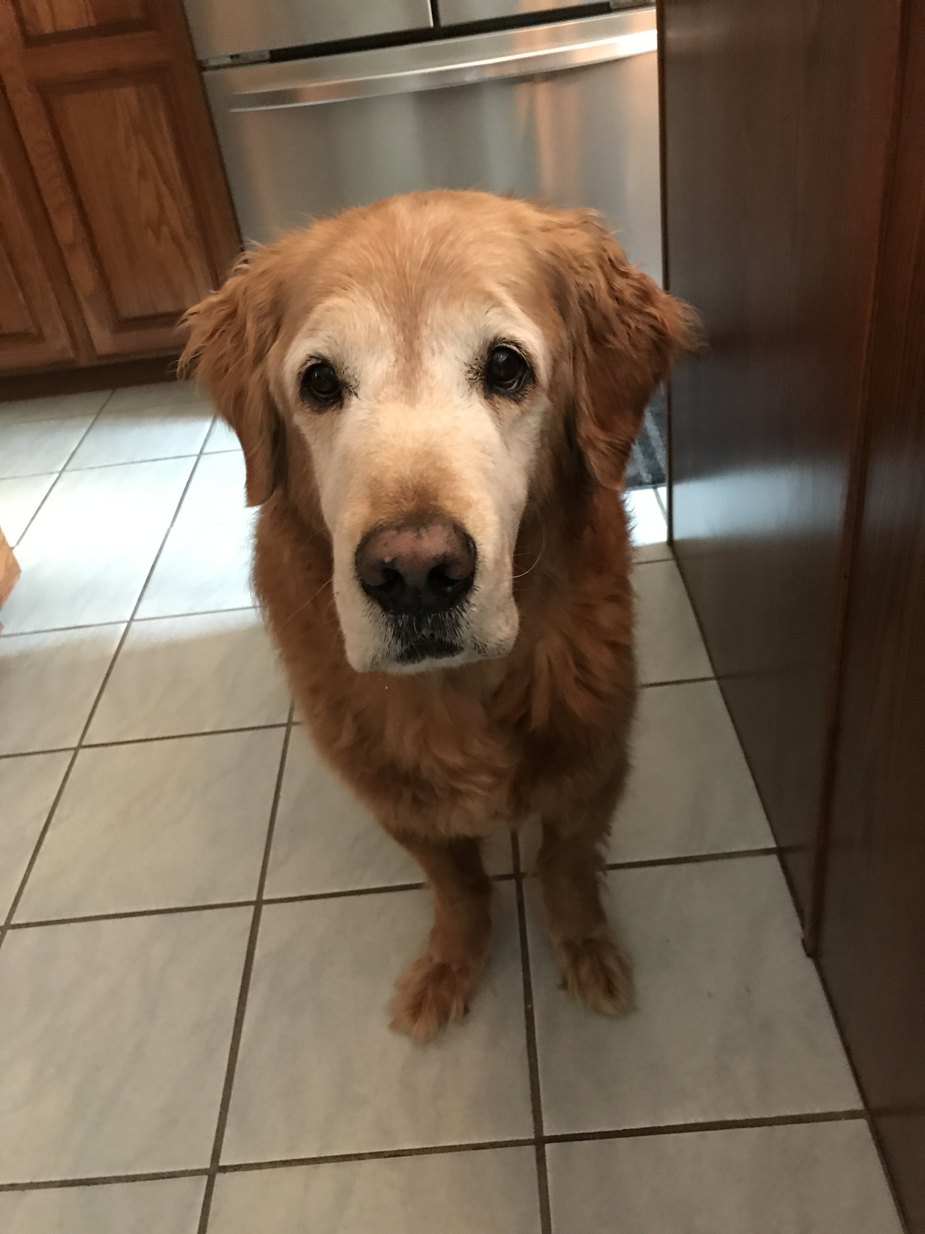 thedog_max's profile banner image