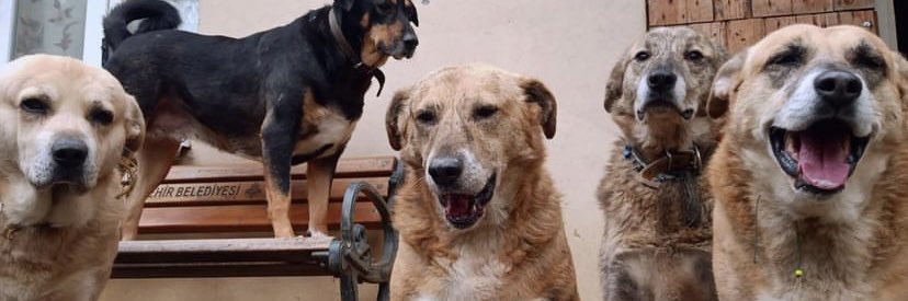 Bupaws banner