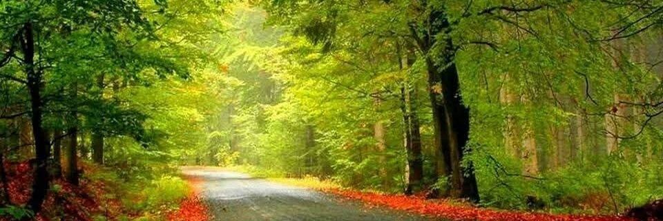 anne_pf's profile banner image