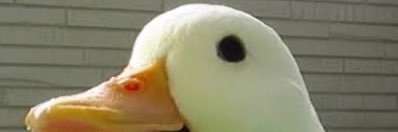 Ozr Sbr🪿💭 banner