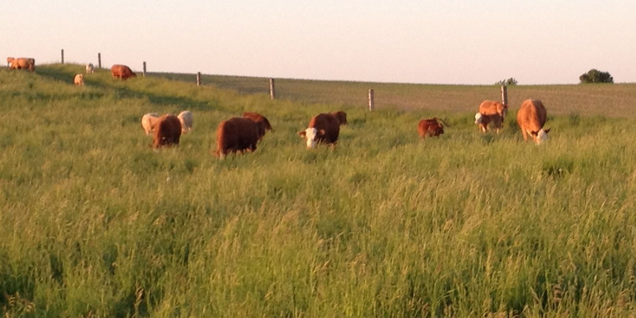 Elliott Miller banner