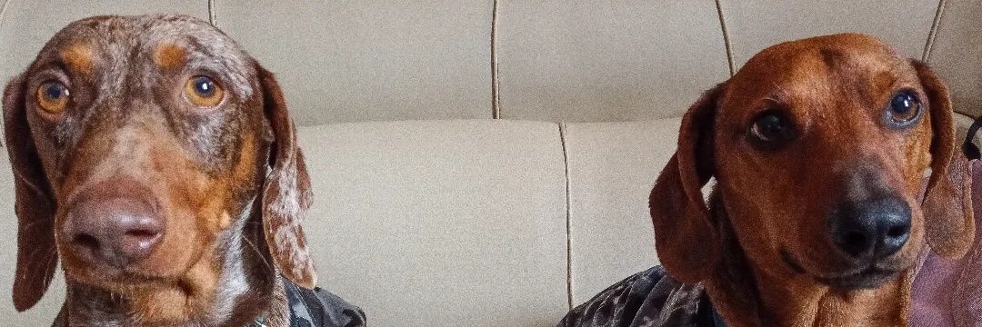 _DaaiGomez's profile banner image