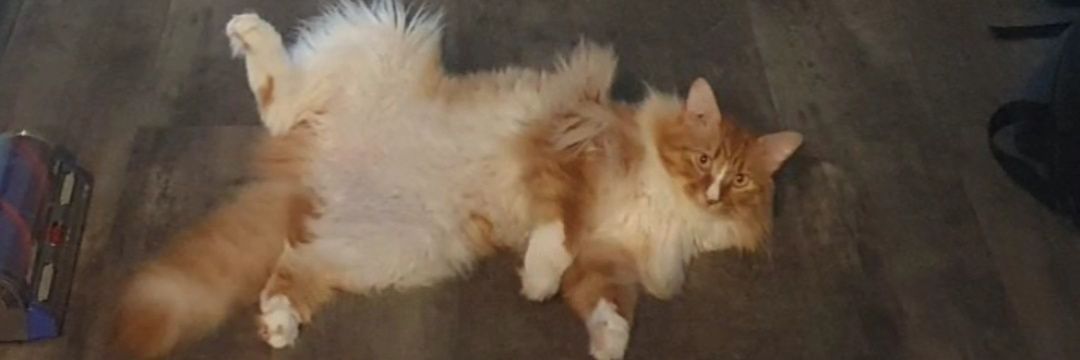 gingerthecat🇺🇦🇬🇧 banner