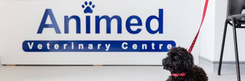 Animedvets's profile banner image