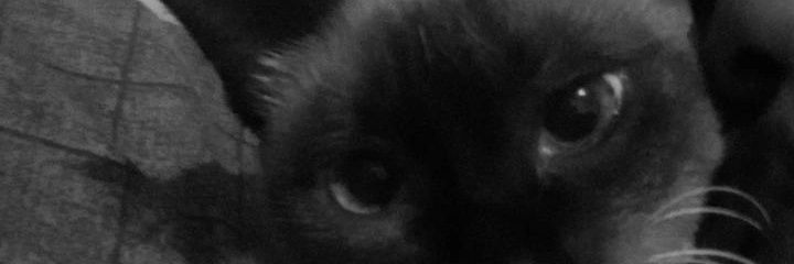 Pvd_Brennin's profile banner image
