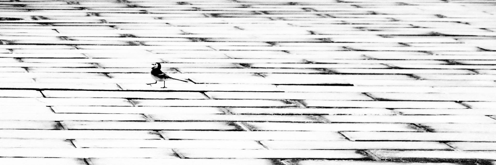 AlbertPorta's profile banner image