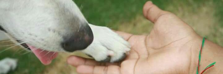 DaniloPulidop's profile banner image