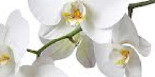 Whiteutterances's profile banner image