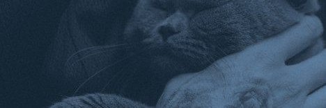 ᰵ 📖 ۫ ׅ 𝓓𝒂𝒑𝒉𝒏𝒆𝓥𝒊𝒏𝒄𝒆𝒏𝒕.’ banner
