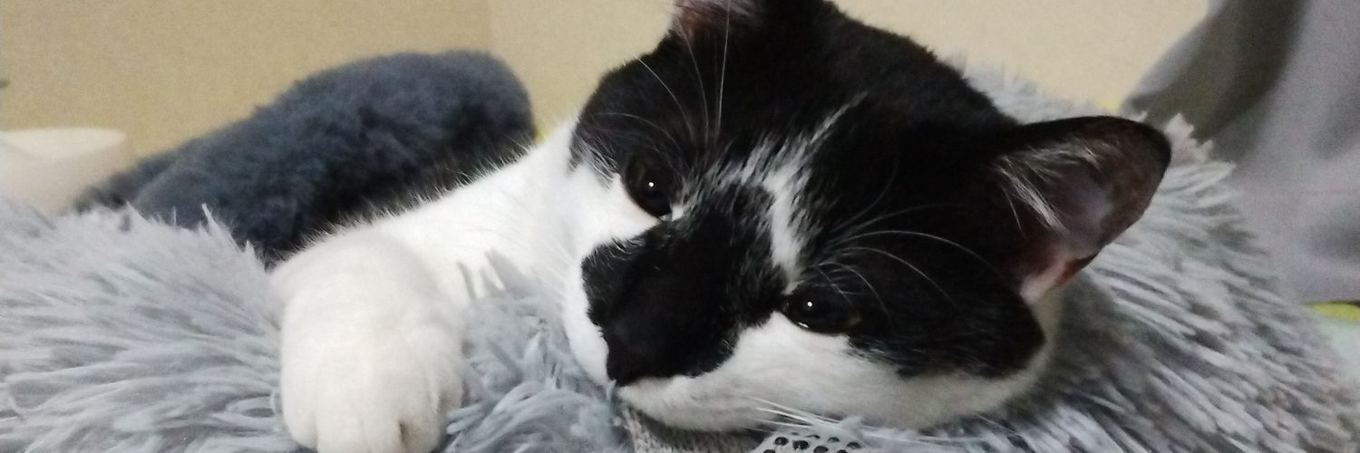 penguinKIR's profile banner image
