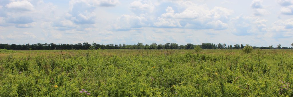 Howard Learner banner