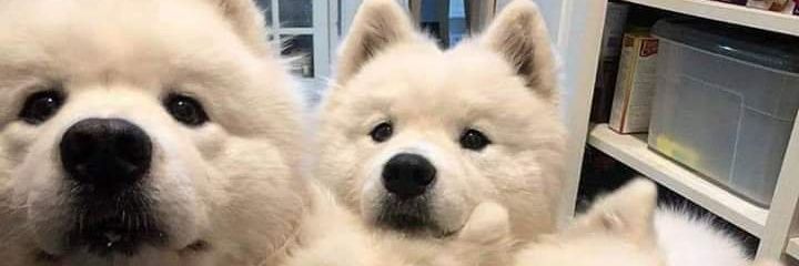 padalaki's profile banner image