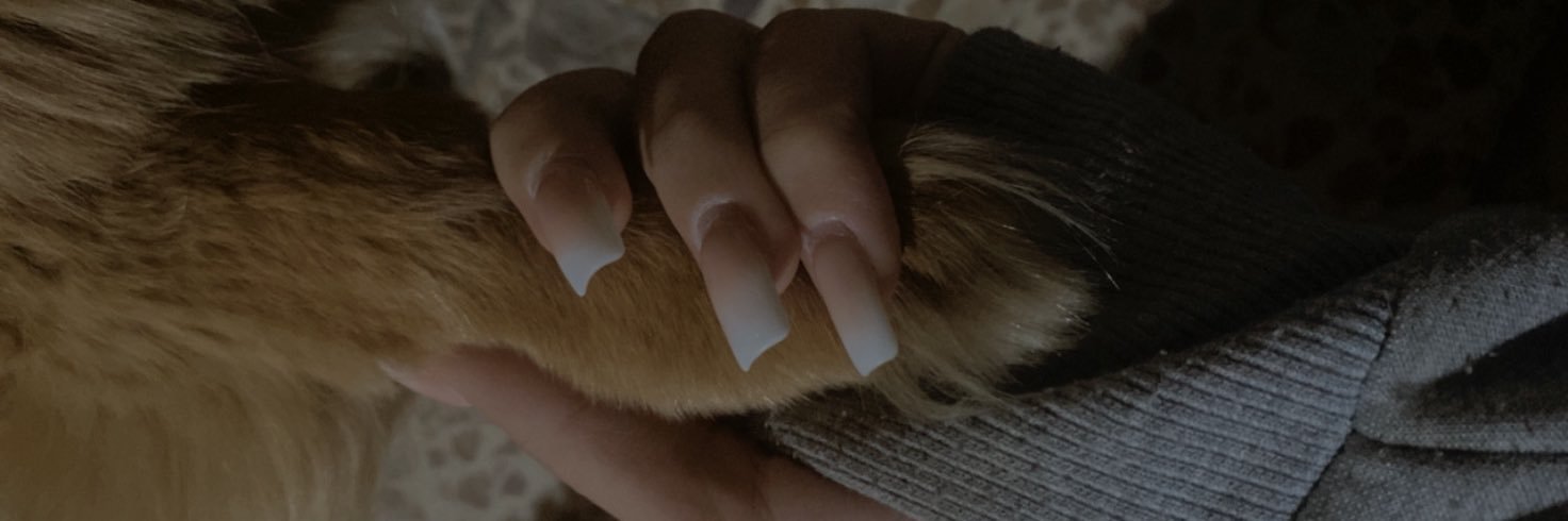 fifihidingplace's profile banner image