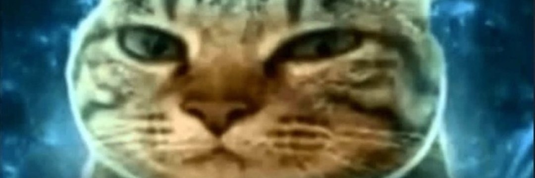 catty4cat banner