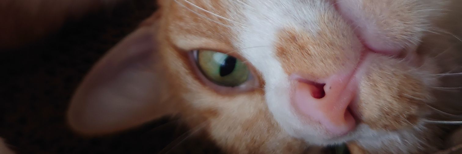 PON04_hi's profile banner image