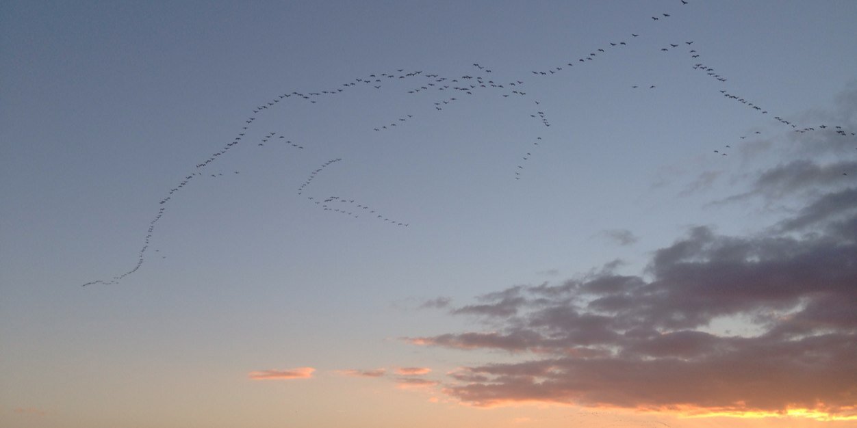 Alexander Brincker banner