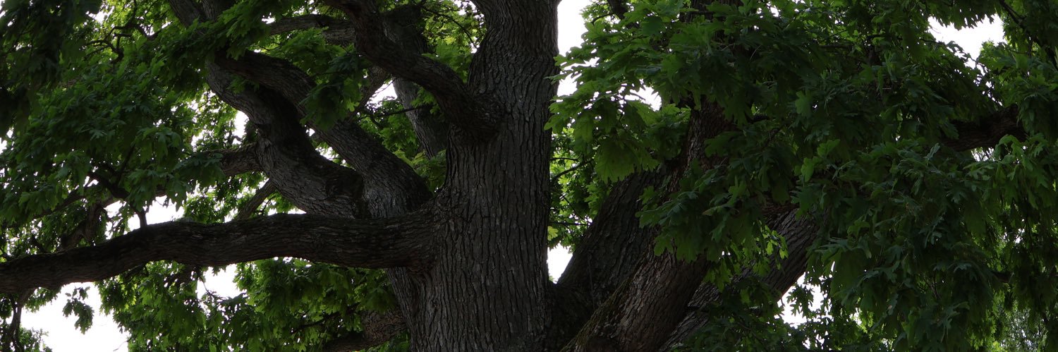 CrowleyMia's profile banner image