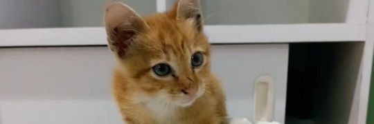 Cats of Meow York's banner