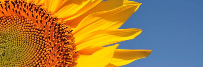 SolGirassol1's profile banner image