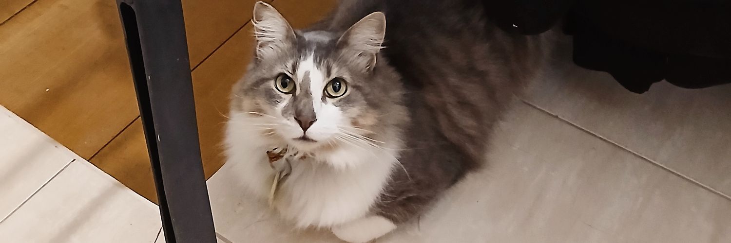 Torressirina's profile banner image