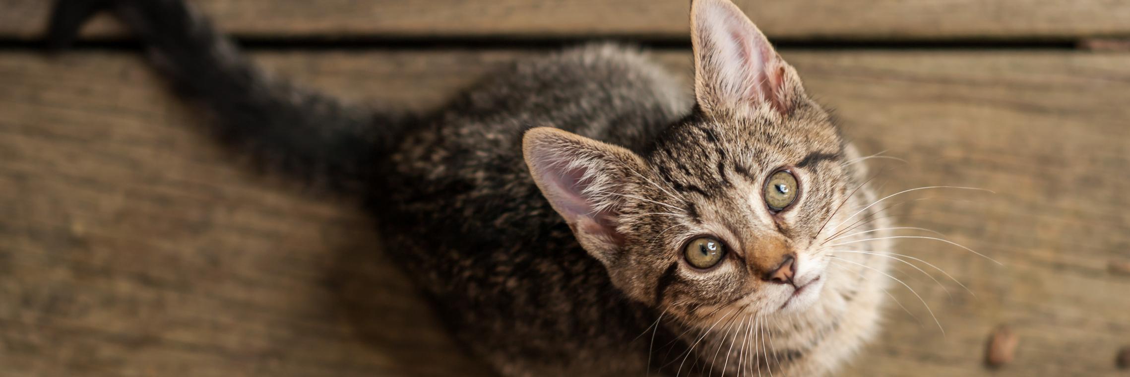 Humane League banner