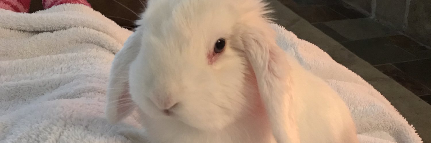 MadCatter8's profile banner image