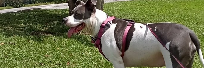 crumm_ster's profile banner image