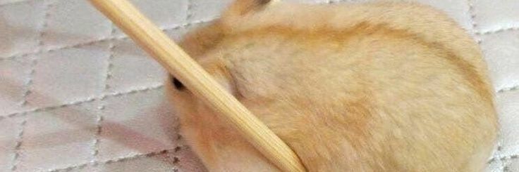 Kio (atsu ♡♡♡) banner