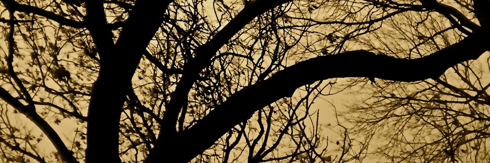 TRADISH_'s profile banner image