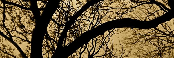 TRADISH_ Profile Banner