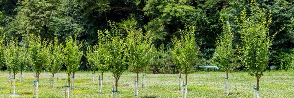 FFTFCIC Profile Banner