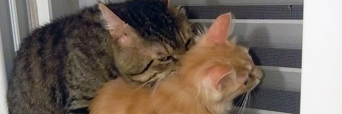 GillianShec's profile banner image
