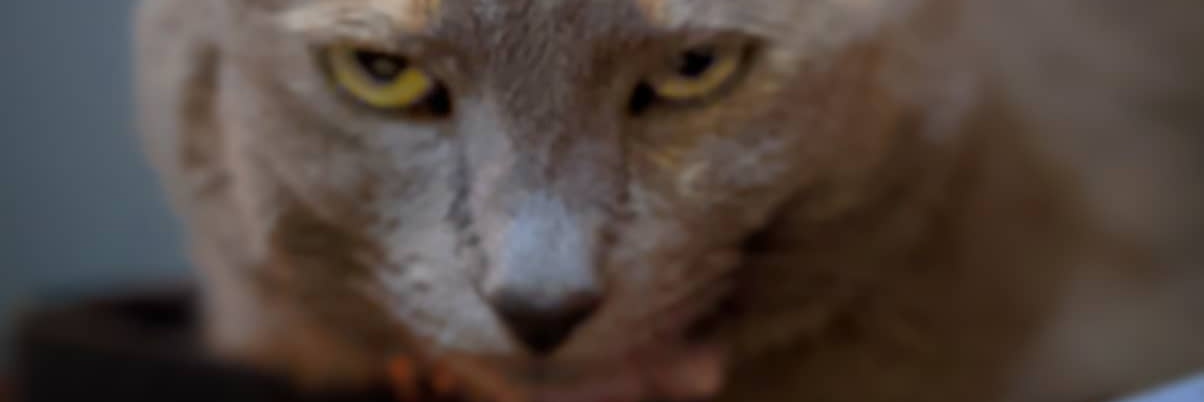 _Wetheguild_'s profile banner image
