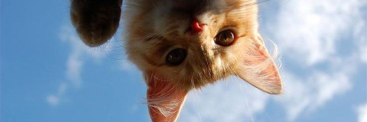 StojicRada's profile banner image
