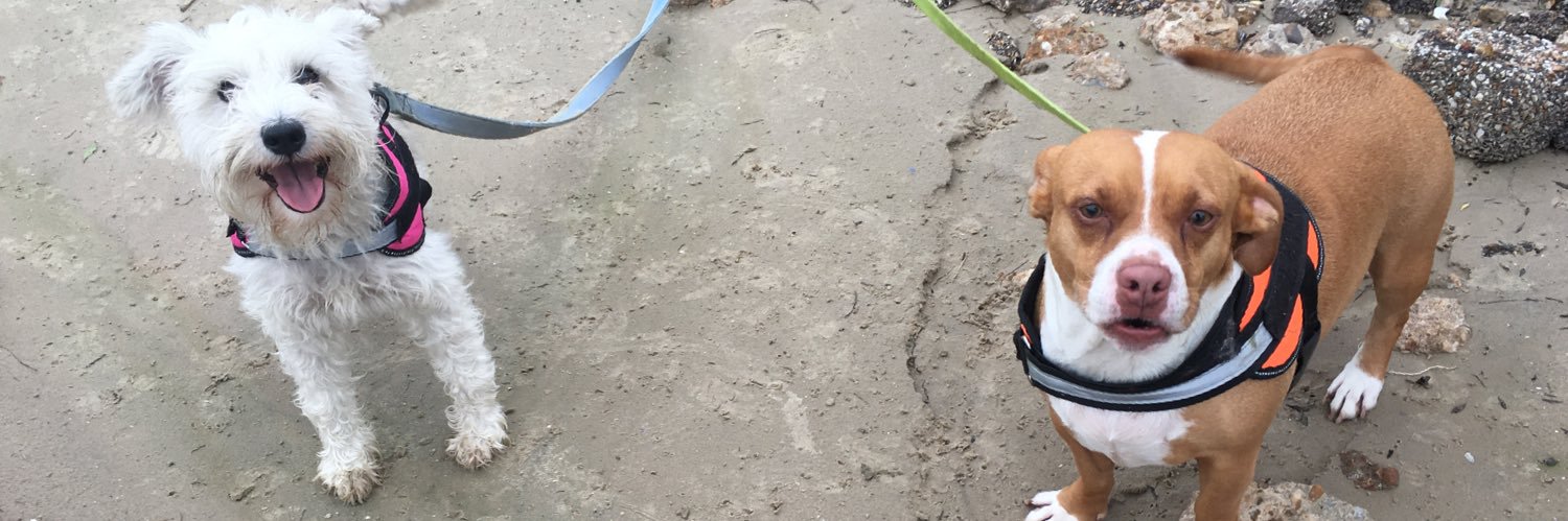 rodogg's profile banner image