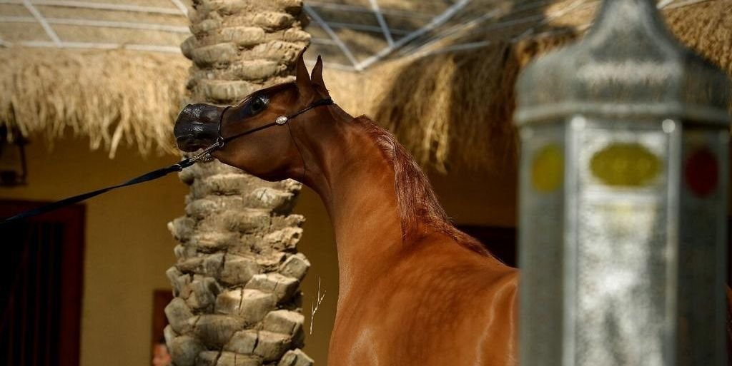 Ahouud's profile banner image