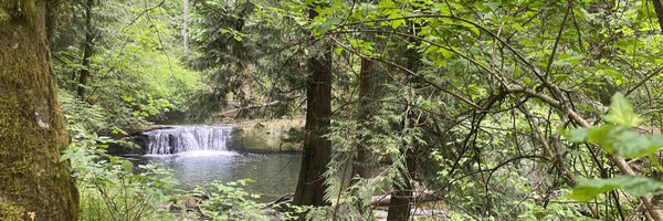 lilyrisespring Profile Banner
