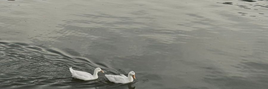 𝓁 banner